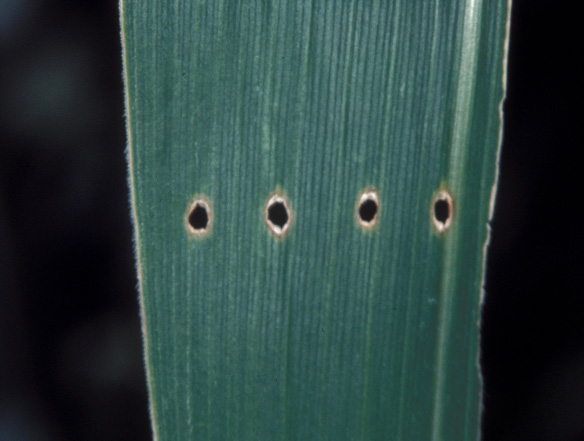 Four small shotholes in a corn leaf.